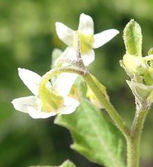 Solanum retroflexum
