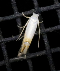 Phyllonorycter clemensella
