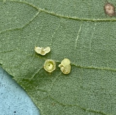 Caryomyia melicrustum