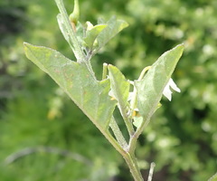 Solanum retroflexum