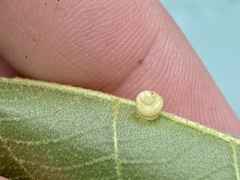 Caryomyia melicrustum