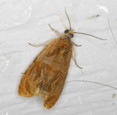 Olethreutes nitidana