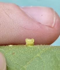 Caryomyia melicrustum