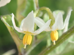 Solanum retroflexum