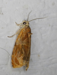 Olethreutes nitidana