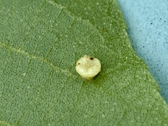 Caryomyia melicrustum