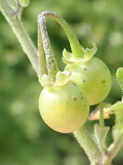 Solanum retroflexum