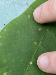 Caryomyia melicrustum