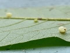 Caryomyia melicrustum