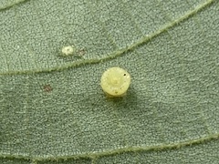 Caryomyia melicrustum