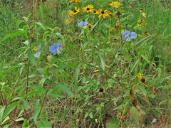 Commelina erecta deamiana