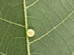 Caryomyia melicrustum