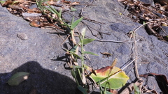 Thuarea involuta