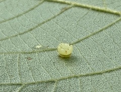 Caryomyia melicrustum