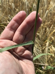 Bromus commutatus