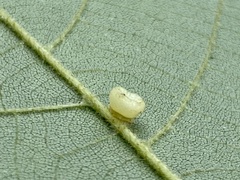 Caryomyia melicrustum