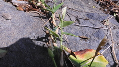 Thuarea involuta