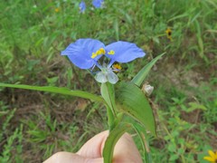 Commelina erecta deamiana