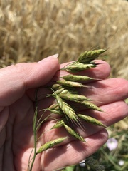 Bromus commutatus