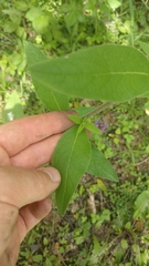 Pentanema squarrosum