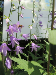 Melitta haemorrhoidalis