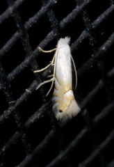 Phyllonorycter clemensella