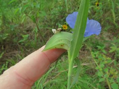 Commelina erecta deamiana