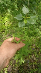 Pentanema squarrosum