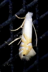 Phyllonorycter clemensella