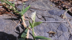 Thuarea involuta