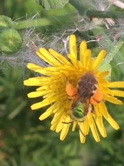 Agapostemon virescens