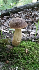 Leccinellum rugosiceps