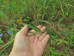 Commelina erecta deamiana
