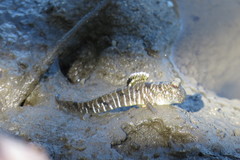 Graceful Mudskipper photo 1
