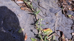Thuarea involuta