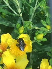 Melissodes bimaculatus