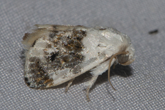 Niphopyralis