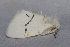 Euproctis albolyclene