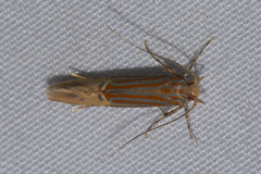 Labdia semicoccinea