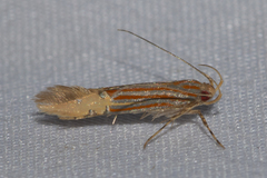 Labdia semicoccinea