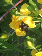 Melissodes bimaculatus