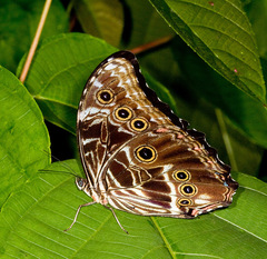 Morpho deidamia
