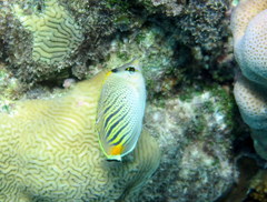 Chaetodon pelewensis