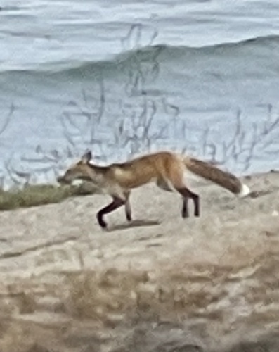 photo of Red Fox (Vulpes vulpes)