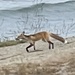 photo of Red Fox (Vulpes vulpes)