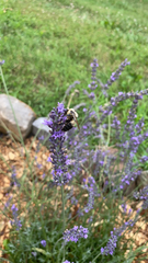 Lavandula angustifolia