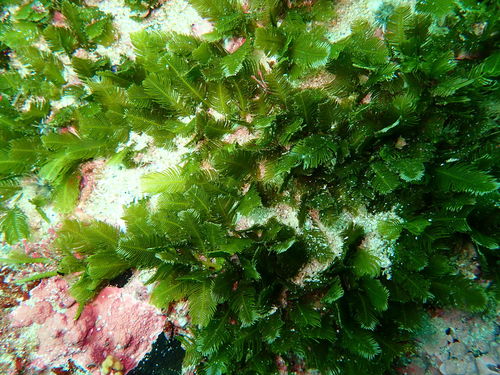 Feathery Caulerpa (Caulerpa holmesiana)