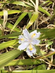 Iris japonica