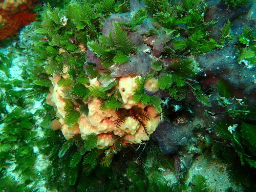 Image of Caulerpa holmesiana by (c) Peter Southwood, some rights reserved (CC BY-SA)