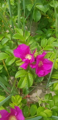 Rosa rugosa